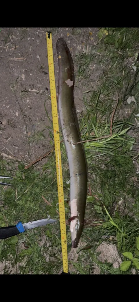 Aal