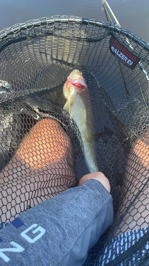 Zander