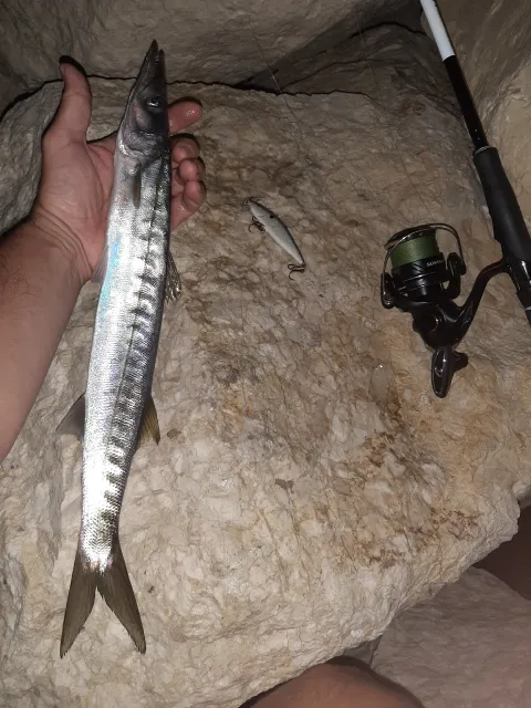 Barrakuda