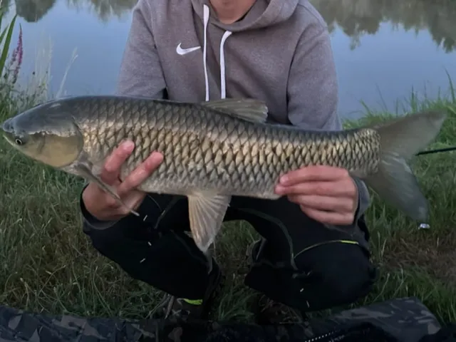 Graskarpfen