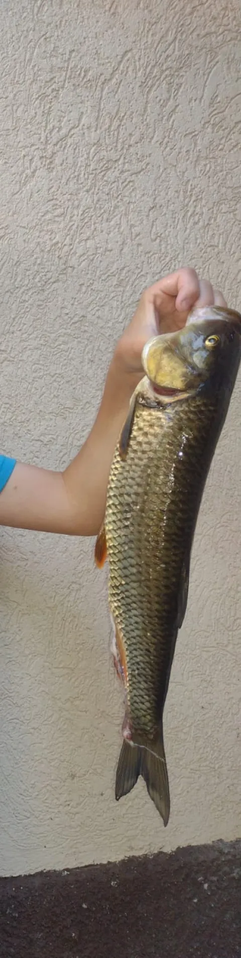 Graskarpfen