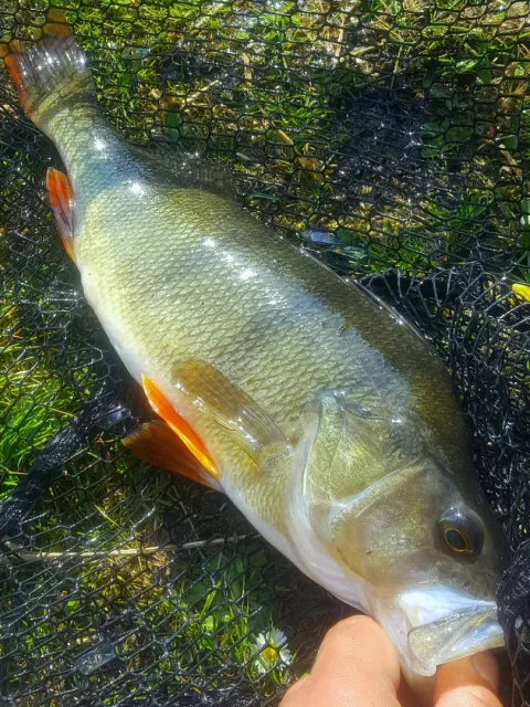 Flussbarsch