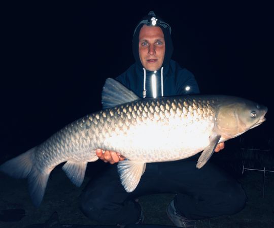 Graskarpfen