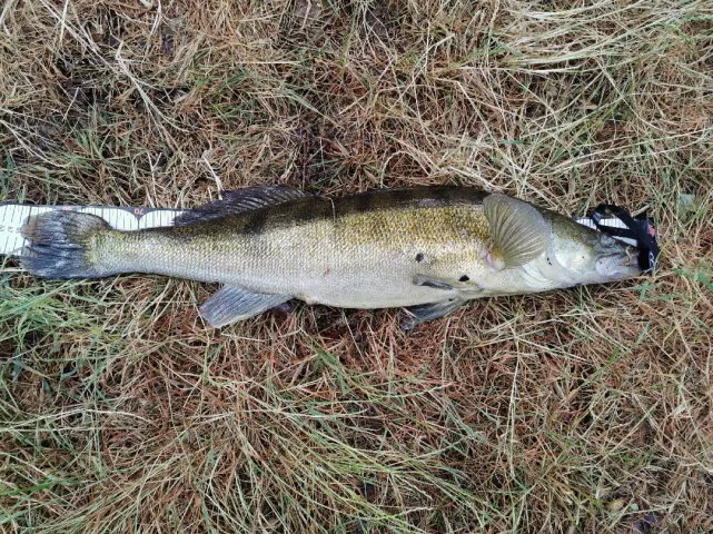 Zander