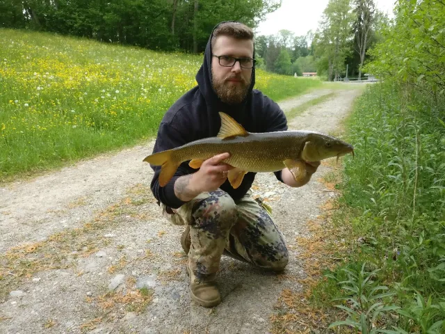 Barbe