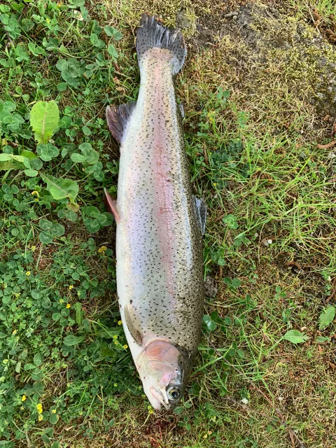 Regenbogenforelle