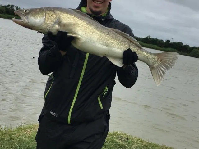 Zander
