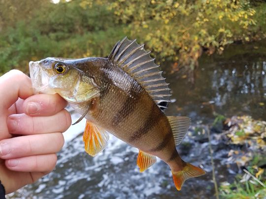 Flussbarsch