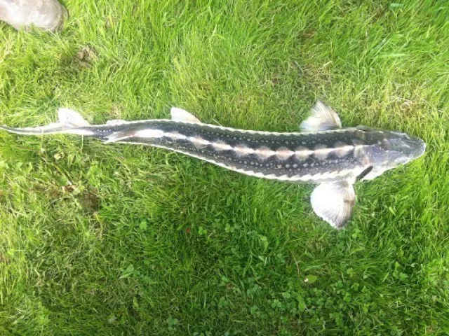 Stör