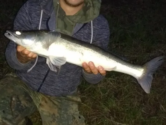 Zander
