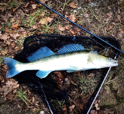 Zander