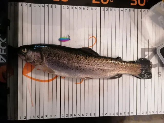 Regenbogenforelle