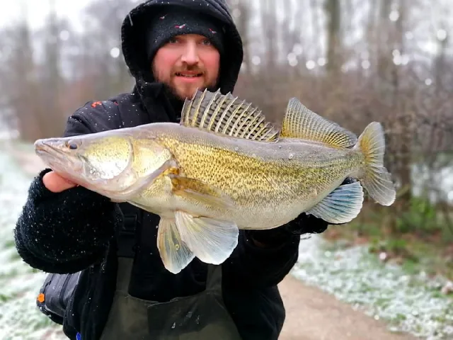 Zander