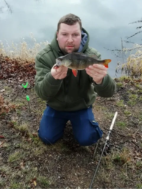 Flussbarsch
