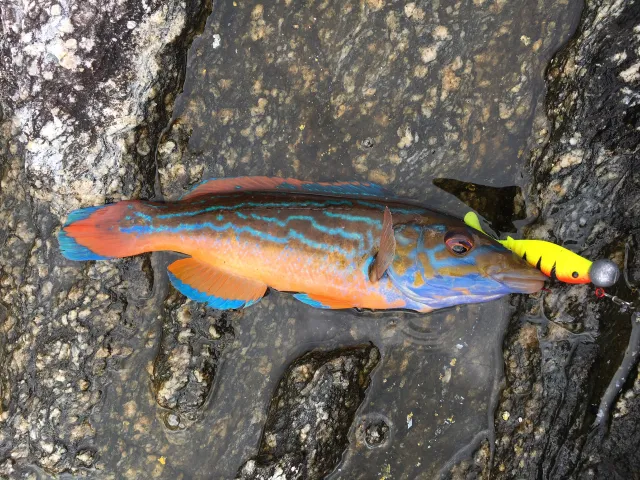 Lippfisch