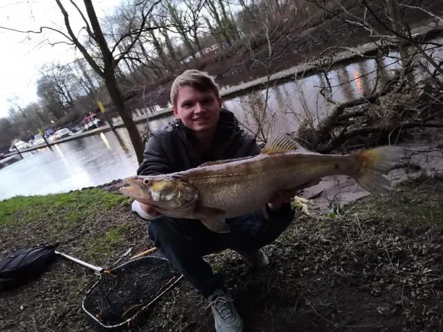 Zander