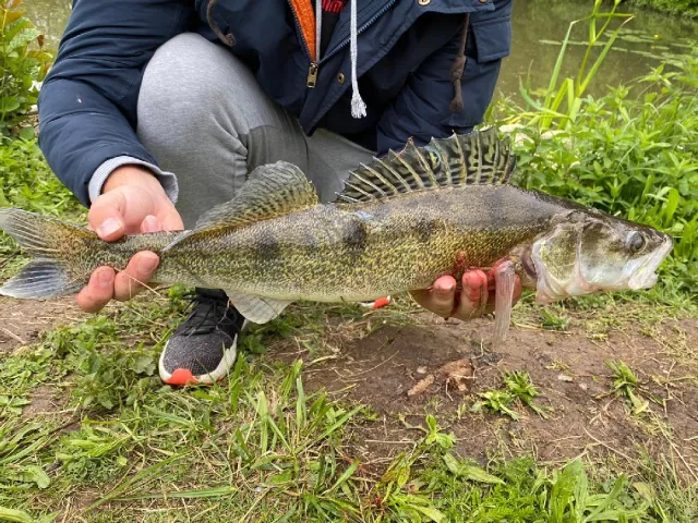 Zander