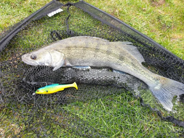 Zander