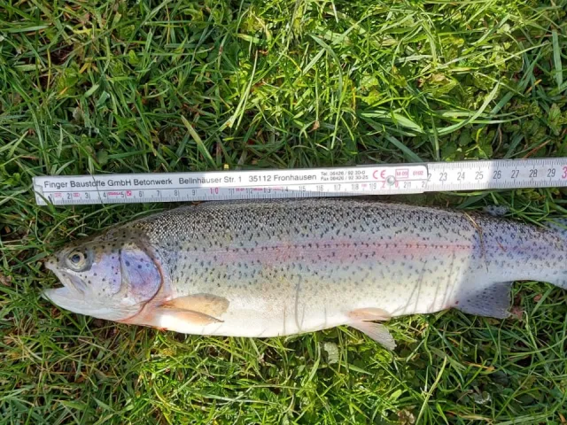 Regenbogenforelle