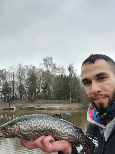 Tigerforelle