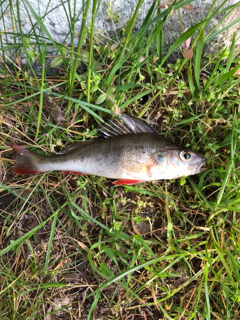 Flussbarsch