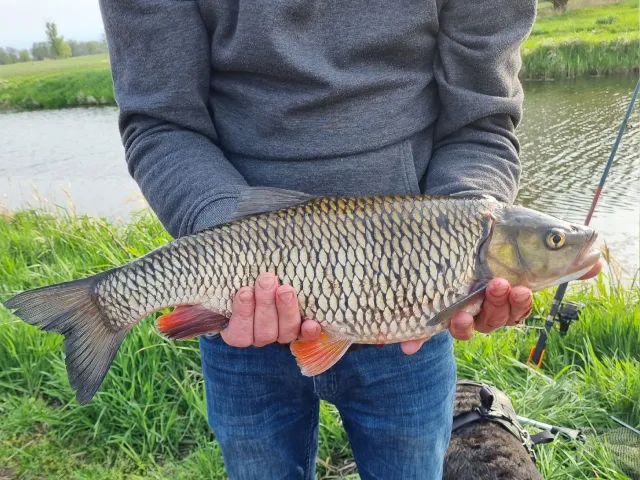 Döbel
