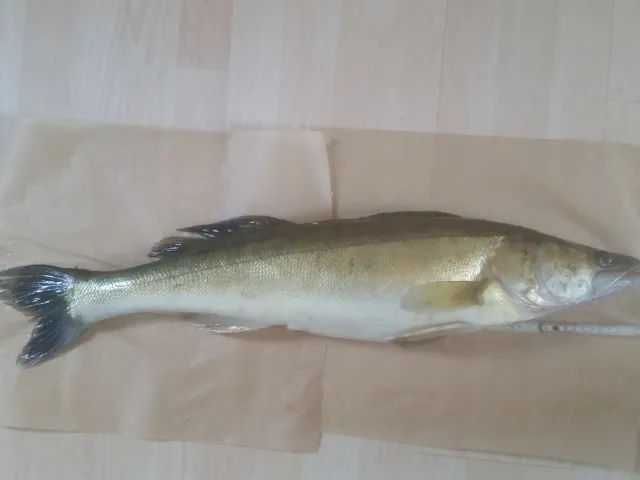 Zander