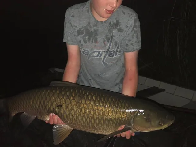 Graskarpfen