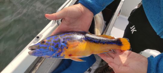 Lippfisch