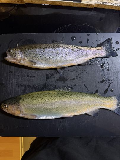 Regenbogenforelle
