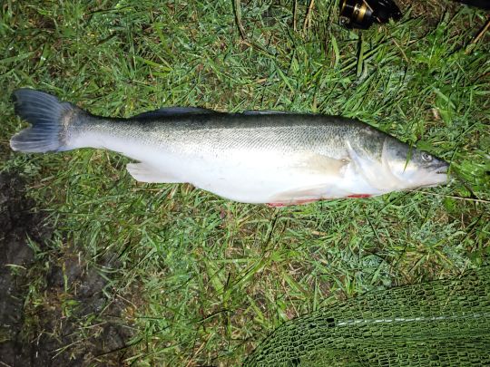 Zander