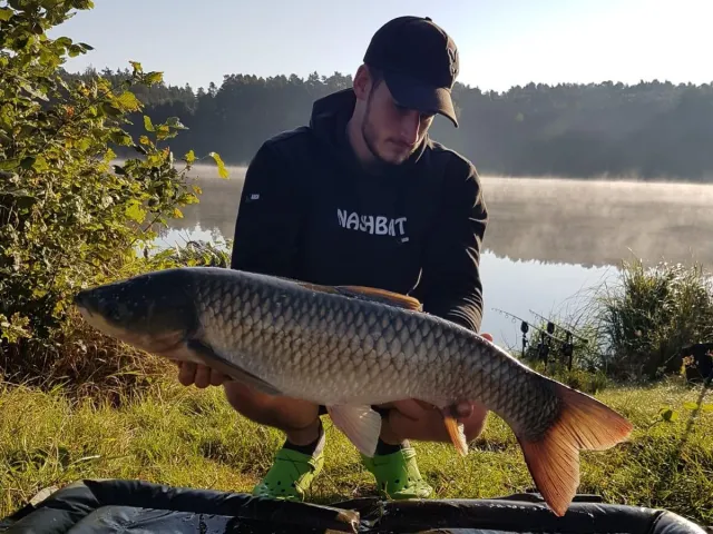 Graskarpfen