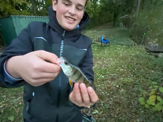 Flussbarsch