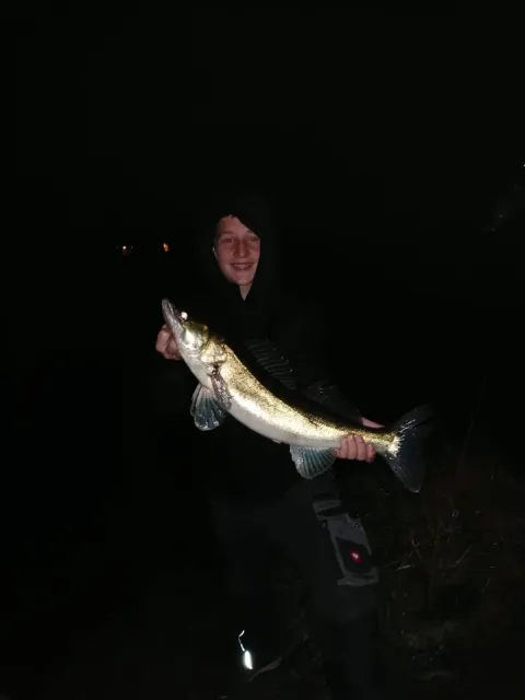 Zander