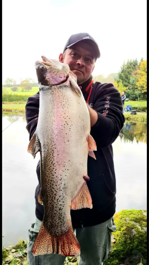 Regenbogenforelle