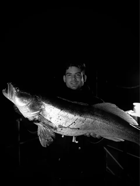 Zander