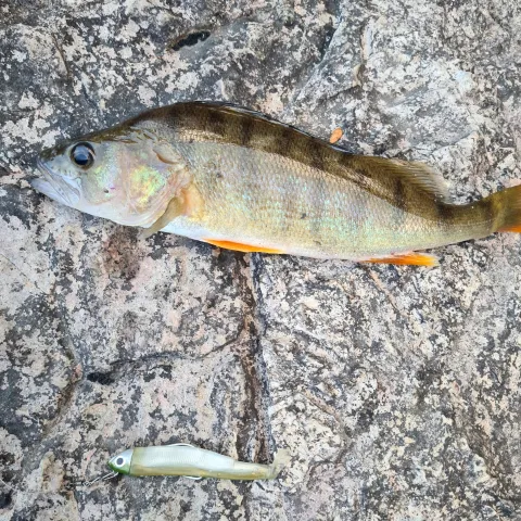 Flussbarsch