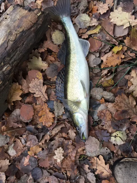 Zander