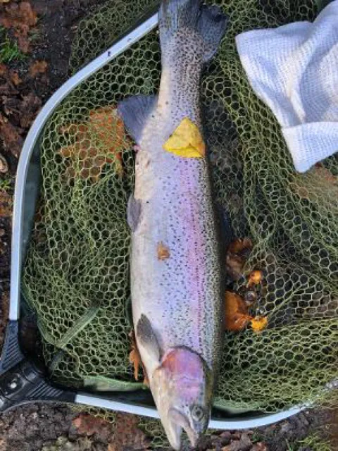Regenbogenforelle