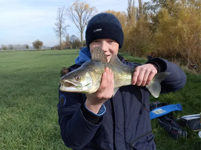 Zander