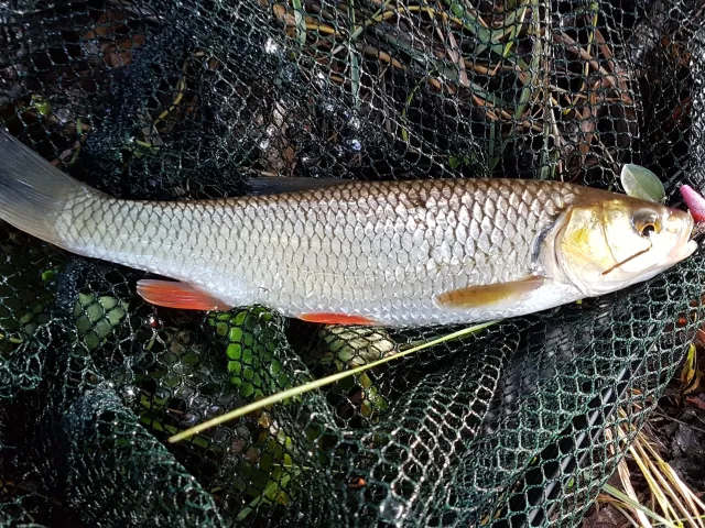 Döbel