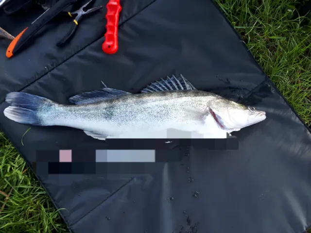 Zander
