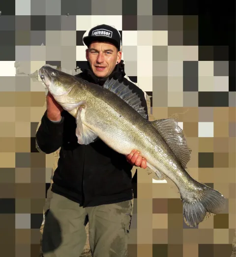 Zander