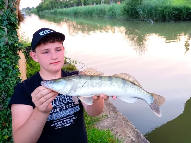 Zander