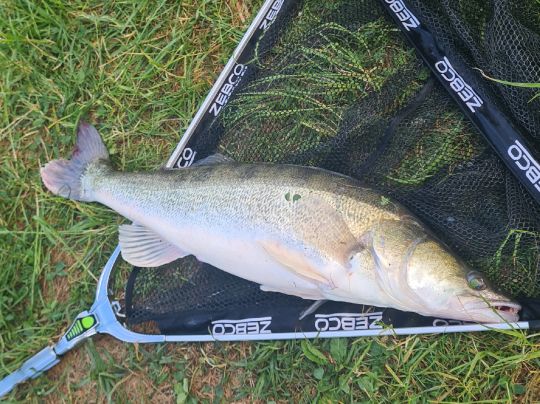 Zander