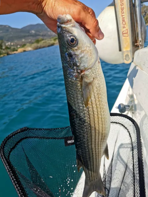 Meeräsche