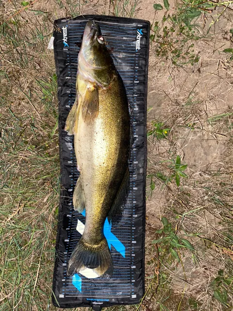 Zander