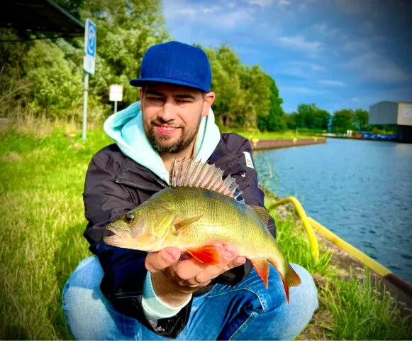 Flussbarsch