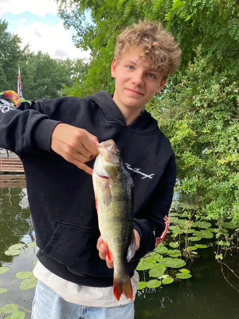 Flussbarsch