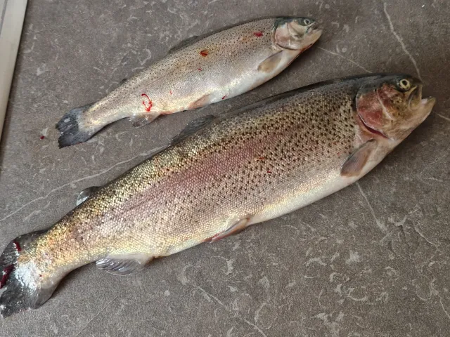 Regenbogenforelle